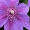 Adam's Courage Clematis - 1 Gallon Pot -Cheap PLANTS Store clematis adams courage 1