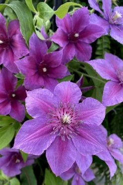 Adam's Courage Clematis - 1 Gallon Pot -Cheap PLANTS Store clematis adams courage 2