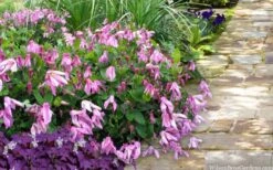 Alionushka Clematis - 1 Gallon Pot -Cheap PLANTS Store clematis alionushka 10