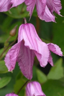 Alionushka Clematis - 1 Gallon Pot -Cheap PLANTS Store clematis alionushka 5