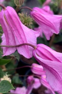 Alionushka Clematis - 1 Gallon Pot -Cheap PLANTS Store clematis alionushka 500x750 1