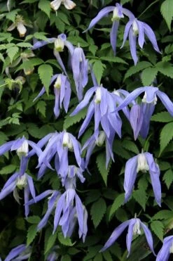 Blue Dancer Clematis - 1 Gallon Pot -Cheap PLANTS Store clematis alpina blue dancer 3