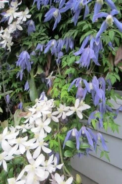 Blue Dancer Clematis - 1 Gallon Pot -Cheap PLANTS Store clematis alpina blue dancer 5