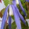 Blue Dancer Clematis - 1 Gallon Pot 1 Blue Dancer Clematis - 1 Gallon Pot -Cheap PLANTS Store clematis alpina blue dancer 6