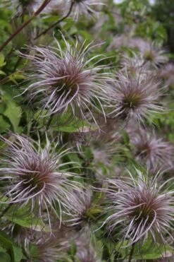 Blue Dancer Clematis - 1 Gallon Pot -Cheap PLANTS Store clematis alpina blue dancer 8
