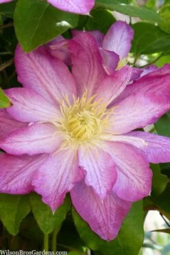 Asao Clematis - 1 Gallon Pot -Cheap PLANTS Store clematis asao 10