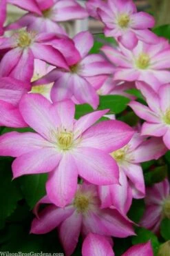 Asao Clematis - 1 Gallon Pot -Cheap PLANTS Store clematis asao 15