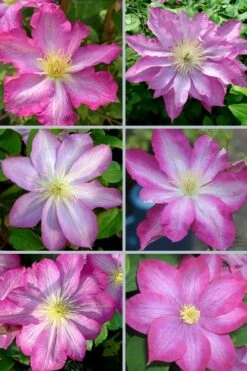 Asao Clematis - 1 Gallon Pot -Cheap PLANTS Store clematis asao 18