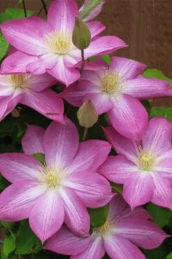 Asao Clematis - 1 Gallon Pot -Cheap PLANTS Store clematis asao 7