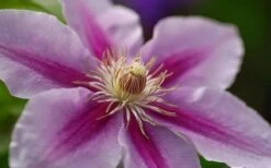 Bees Jubilee Clematis - 1 Gallon Pot -Cheap PLANTS Store clematis bees jubilee 10