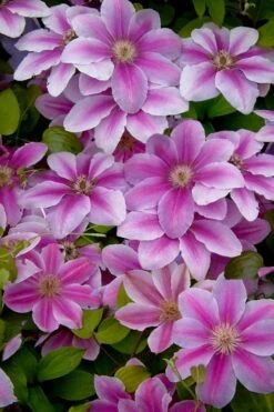 Bees Jubilee Clematis - 1 Gallon Pot -Cheap PLANTS Store clematis bees jubilee 13