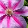 Bees Jubilee Clematis - 1 Gallon Pot -Cheap PLANTS Store clematis bees jubilee 2