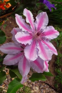 Bees Jubilee Clematis - 1 Gallon Pot -Cheap PLANTS Store clematis bees jubilee 5