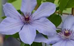 Bernadine Clematis - 1 Gallon Pot -Cheap PLANTS Store clematis bernadine 1