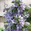 Bernadine Clematis - 1 Gallon Pot -Cheap PLANTS Store clematis bernadine 5