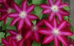 Bourbon Clematis - 1 Gallon Pot -Cheap PLANTS Store clematis bourbon 4