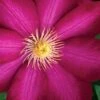 Bourbon Clematis - 1 Gallon Pot -Cheap PLANTS Store clematis bourbon 9