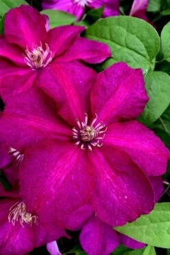 Cardinal Wyszynski Clematis - 1 Gallon Pot -Cheap PLANTS Store clematis cardinal wyszynski 11