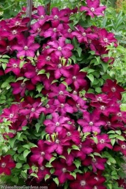 Cardinal Wyszynski Clematis - 1 Gallon Pot -Cheap PLANTS Store clematis cardinal wyszynski 7