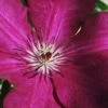 Cardinal Wyszynski Clematis - 1 Gallon Pot 1 Cardinal Wyszynski Clematis - 1 Gallon Pot -Cheap PLANTS Store clematis cardinal wyszynski 9