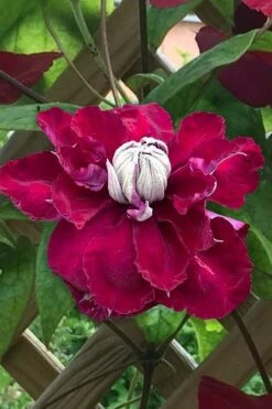 Charmaine Clematis - 1 Gallon Pot -Cheap PLANTS Store clematis charmaine 1