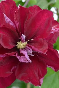 Charmaine Clematis - 1 Gallon Pot -Cheap PLANTS Store clematis charmaine 2