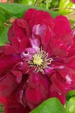 Charmaine Clematis - 1 Gallon Pot -Cheap PLANTS Store clematis charmaine 500x750 1