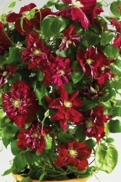 Charmaine Clematis - 1 Gallon Pot -Cheap PLANTS Store clematis charmaine 6