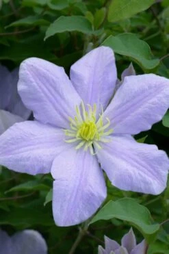 Chelsea Clematis - 1 Gallon Pot -Cheap PLANTS Store clematis chelsea 1