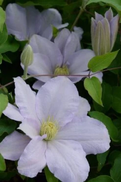 Chelsea Clematis - 1 Gallon Pot -Cheap PLANTS Store clematis chelsea 4