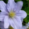 Chelsea Clematis - 1 Gallon Pot -Cheap PLANTS Store clematis chelsea 5