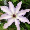 Clair De Lune Clematis - 1 Gallon Pot -Cheap PLANTS Store clematis clair de june 3