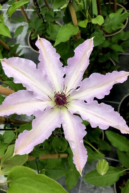 Clair De Lune Clematis - 1 Gallon Pot 3 Clair De Lune Clematis - 1 Gallon Pot