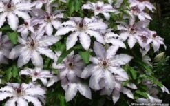 Clair De Lune Clematis - 1 Gallon Pot 12 Clair De Lune Clematis - 1 Gallon Pot -Cheap PLANTS Store clematis clair de june 4
