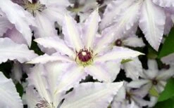 Clair De Lune Clematis - 1 Gallon Pot 13 Clair De Lune Clematis - 1 Gallon Pot -Cheap PLANTS Store clematis clair de june 6