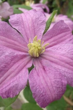 Comtesse De Bouchaud Clematis - 1 Gallon Pot -Cheap PLANTS Store clematis comtesse de bouchaud 1
