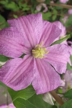 Comtesse De Bouchaud Clematis - 1 Gallon Pot -Cheap PLANTS Store clematis comtesse de bouchaud 2
