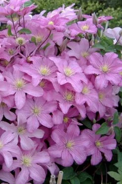 Comtesse De Bouchaud Clematis - 1 Gallon Pot -Cheap PLANTS Store clematis comtesse de bouchaud 3
