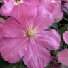 Comtesse De Bouchaud Clematis - 1 Gallon Pot -Cheap PLANTS Store clematis comtesse de bouchaud 7