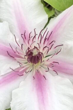 Corinne Clematis - 1 Gallon Pot 13 Corinne Clematis - 1 Gallon Pot -Cheap PLANTS Store clematis corinne 15