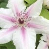 Corinne Clematis - 1 Gallon Pot -Cheap PLANTS Store clematis corinne 16