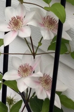 Corinne Clematis - 1 Gallon Pot 16 Corinne Clematis - 1 Gallon Pot -Cheap PLANTS Store clematis corinne 17