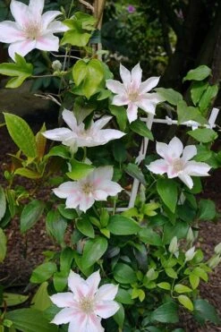 Corinne Clematis - 1 Gallon Pot 17 Corinne Clematis - 1 Gallon Pot -Cheap PLANTS Store clematis corinne 18