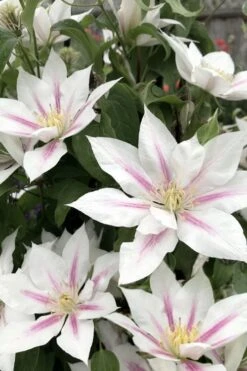 Corinne Clematis - 1 Gallon Pot 14 Corinne Clematis - 1 Gallon Pot -Cheap PLANTS Store clematis corinne 2