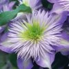 Crystal Fountain Clematis - 1 Gallon Pot -Cheap PLANTS Store clematis crystal fountain 1