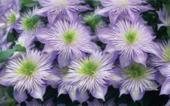 Crystal Fountain Clematis - 1 Gallon Pot -Cheap PLANTS Store clematis crystal fountain 2