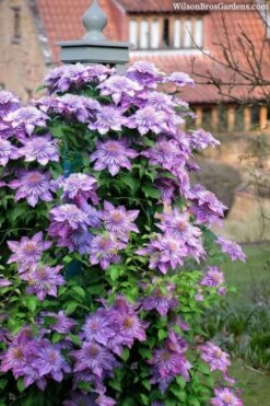 Crystal Fountain Clematis - 1 Gallon Pot -Cheap PLANTS Store clematis crystal fountain 3