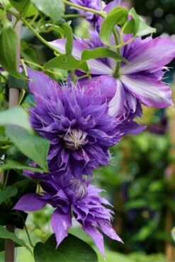 Diamantina Clematis - 1 Gallon Pot -Cheap PLANTS Store clematis diamantina 1