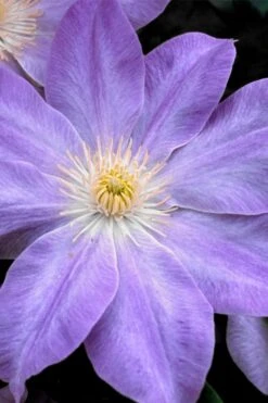 Diana's Delight Clematis - 1 Gallon Pot -Cheap PLANTS Store clematis dianas delight 1