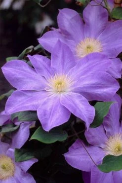 Diana's Delight Clematis - 1 Gallon Pot -Cheap PLANTS Store clematis dianas delight 2